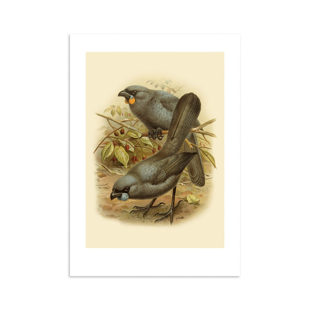 A4 Buller Bird Print - Kokako