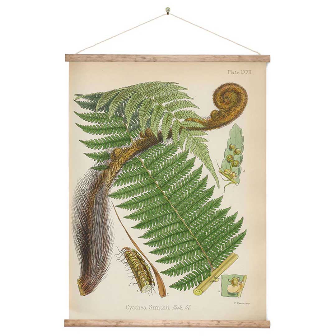 Vintage Botanical Fern Canvas Wall Print