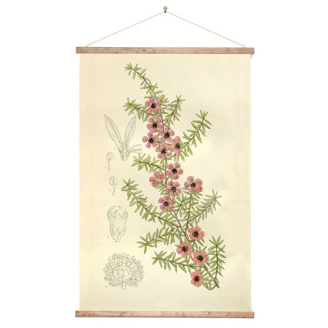 Vintage Botanical Manuka Canvas Wall Print