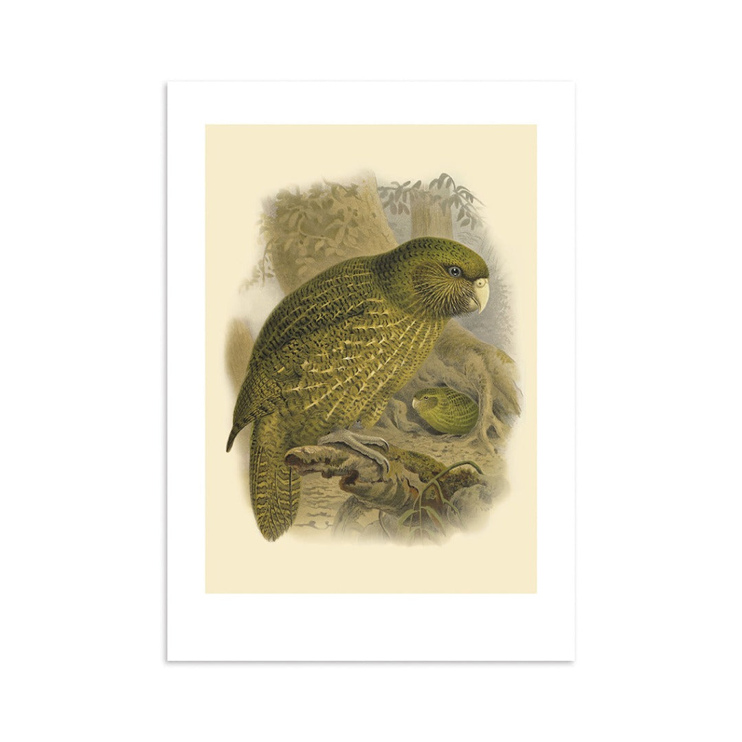 A4 Buller Bird Print - Kakapo