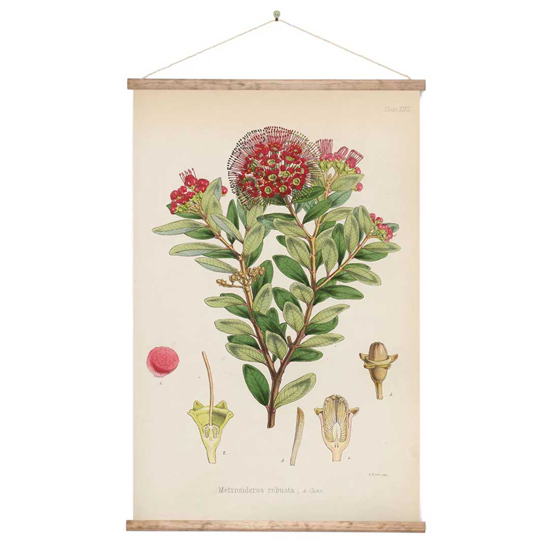 Vintage Botanical Northern Rata Canvas Wall Print 