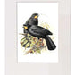 Huia