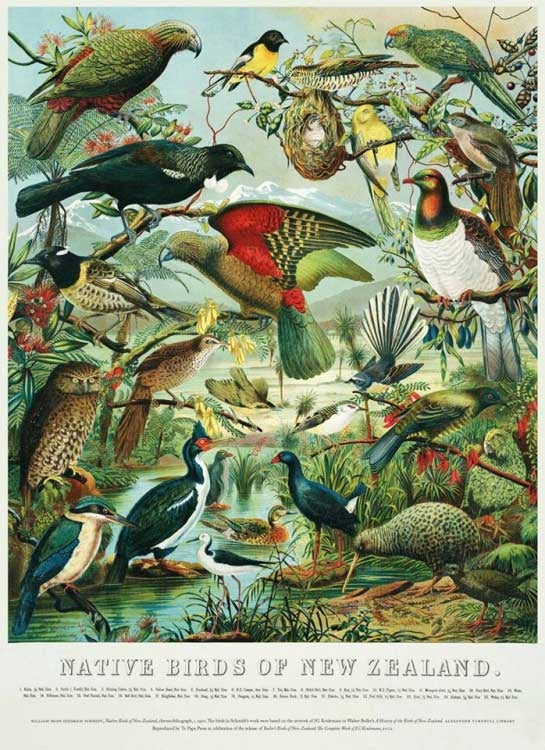 New Zealand Native Birds Canvas Wall Print  Design